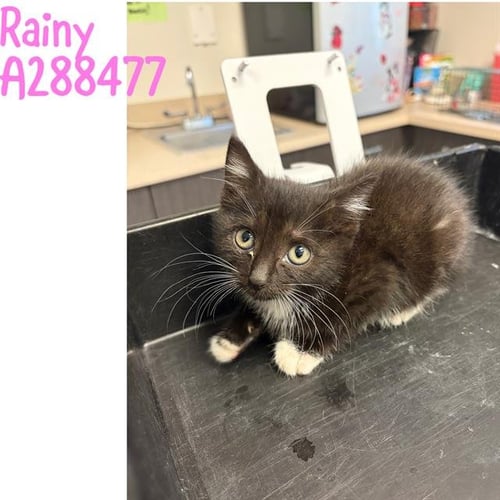 RAINY - Domestic Short Hair for adoption in Macon
