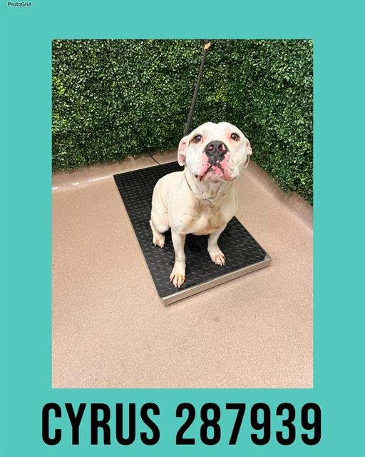 CYRUS - Boxer available for adoption