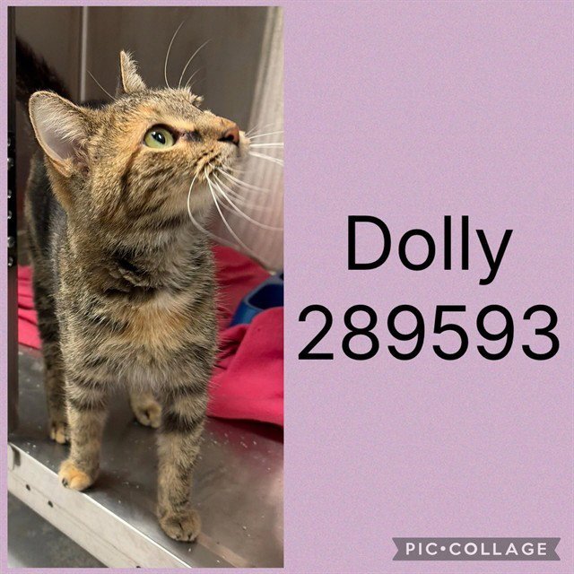 DOLLY Image