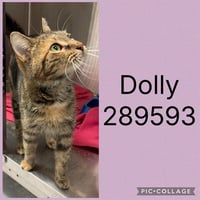 DOLLY - Photo 1