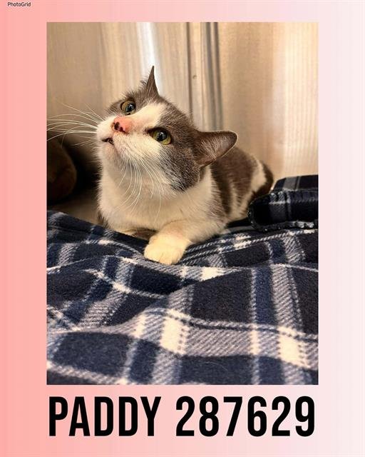 PADDY - Domestic Short Hair available for adoption