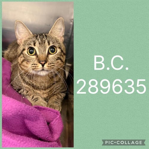 B.C. - Domestic Short Hair available for adoption