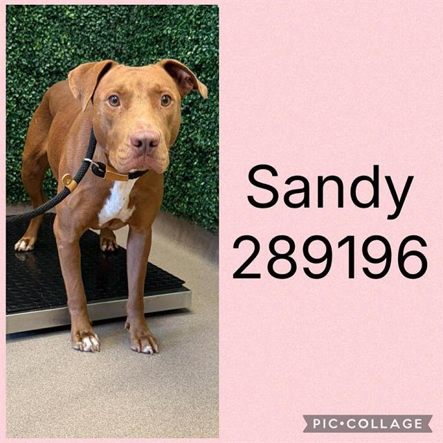 SANDY Image
