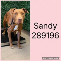 SANDY - Photo 1