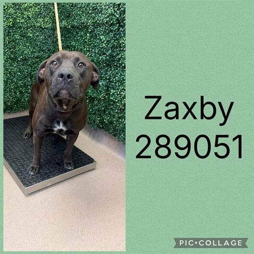 ZAXBY - Labrador Retriever for adoption in Macon