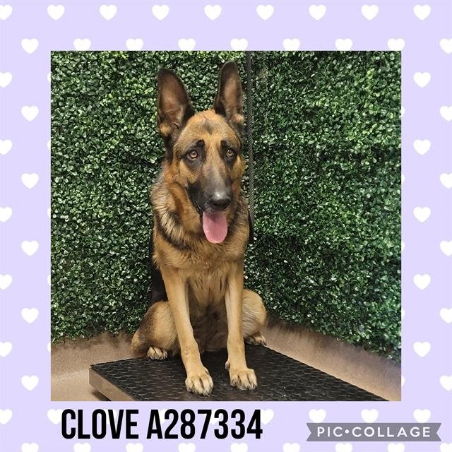 CLOVE - German Shepherd Dog available for adoption
