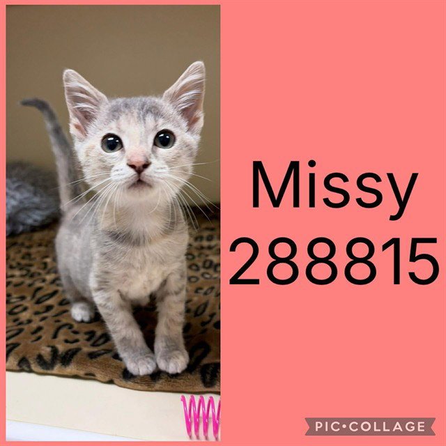 MISSY Image