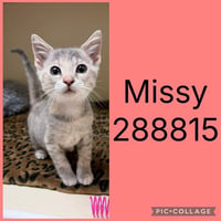 MISSY - Photo 1
