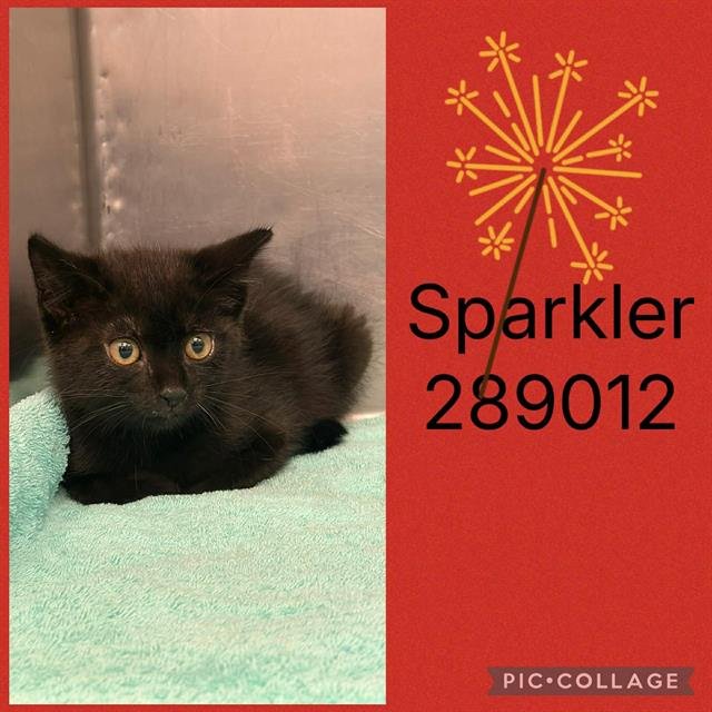 SPARKLER Image