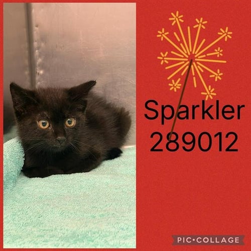 SPARKLER - Domestic Short Hair for adoption in Macon