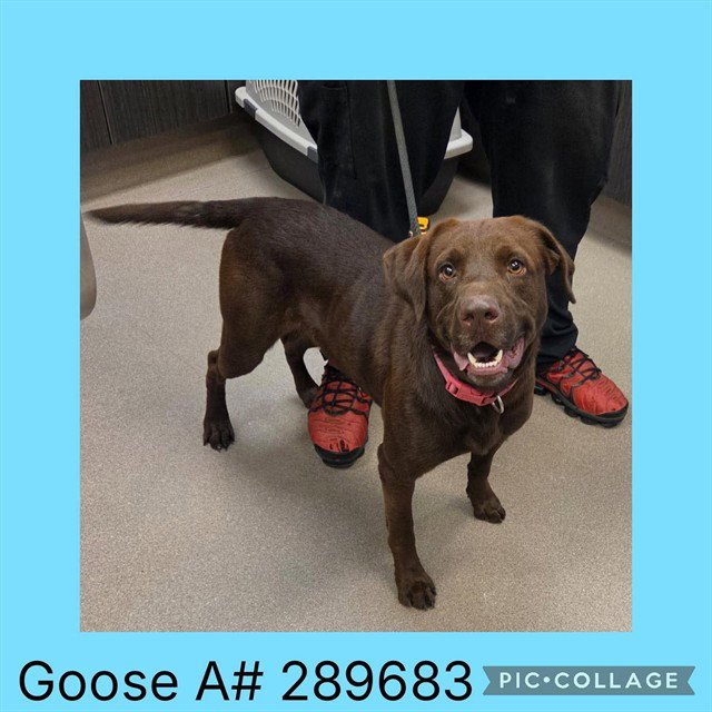 GOOSE Image