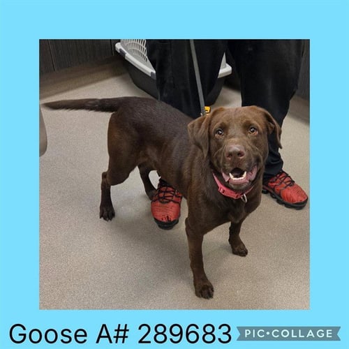 GOOSE - Labrador Retriever available for adoption