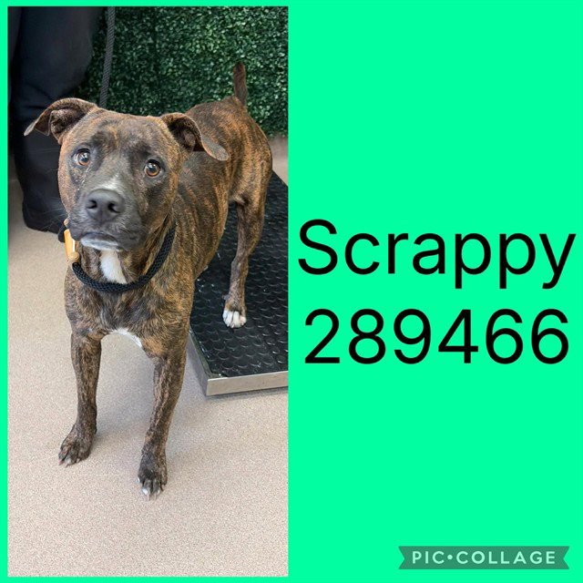 SCRAPPY Image