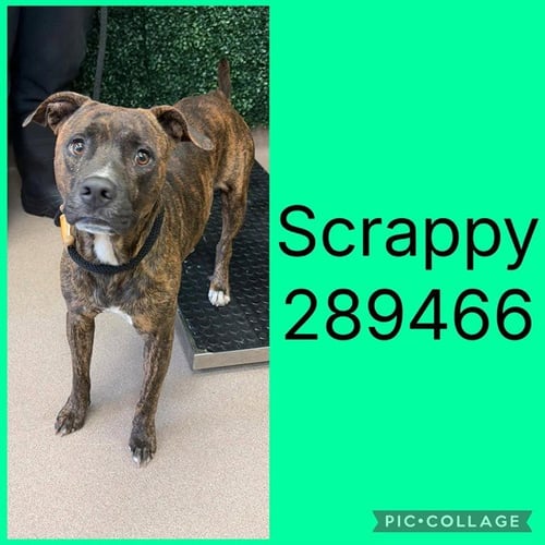 SCRAPPY - Pit Bull Terrier for adoption in Macon