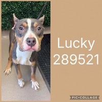 LUCKY - Photo 1