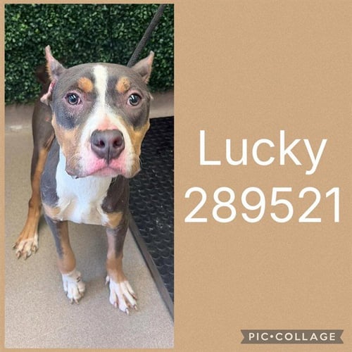 LUCKY - Pit Bull Terrier for adoption in Macon