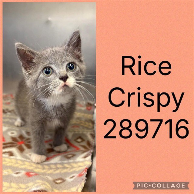 RICE CRISPY Image