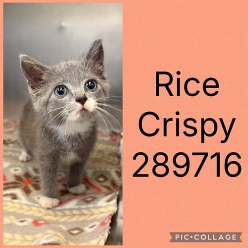 RICE CRISPY - Domestic Short Hair available for adoption