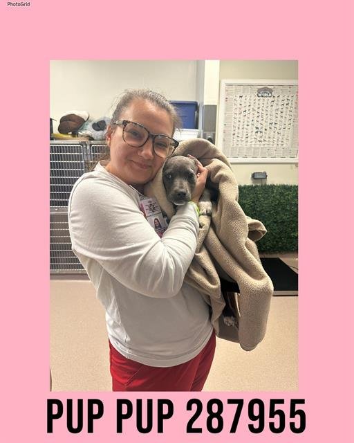 PUP PUP - Bulldog available for adoption