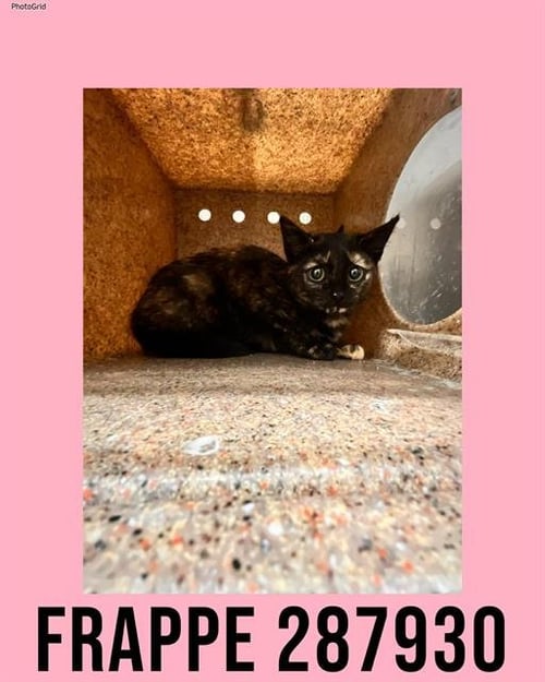 FRAPPE - Domestic Short Hair for adoption in Macon