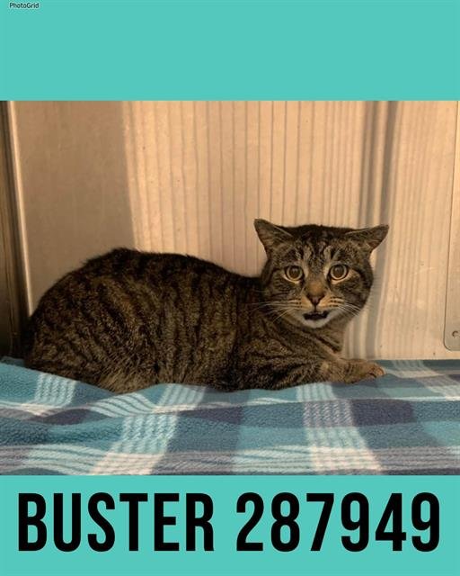 BUSTER - Domestic Short Hair available for adoption