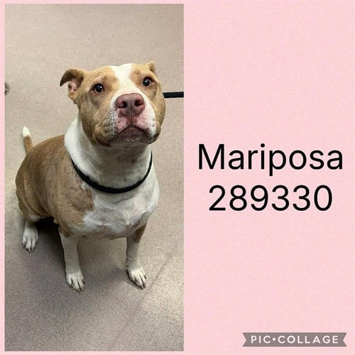 MARIPOSA AKA JOURNEY