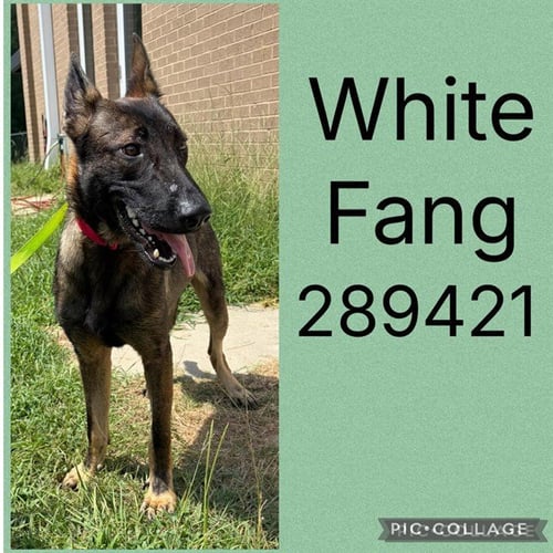 WHITE FANG