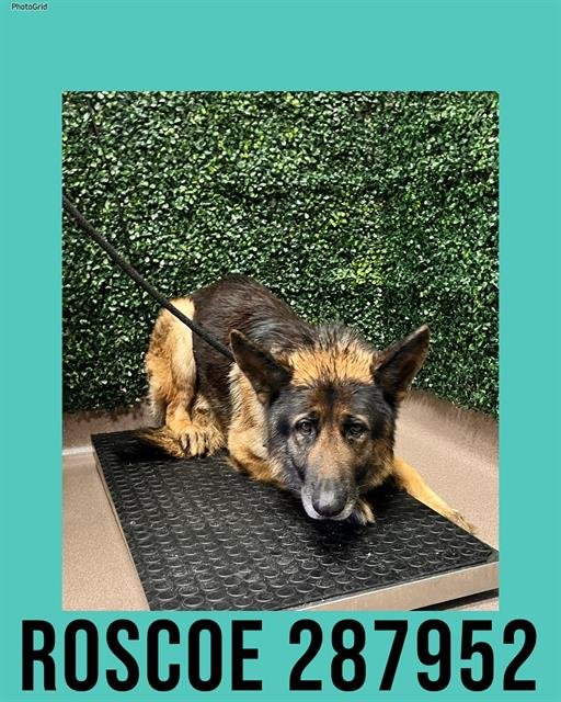 ROSCOE - German Shepherd Dog available for adoption