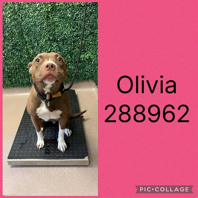 OLIVIA Image