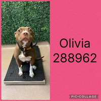 OLIVIA - Photo 1