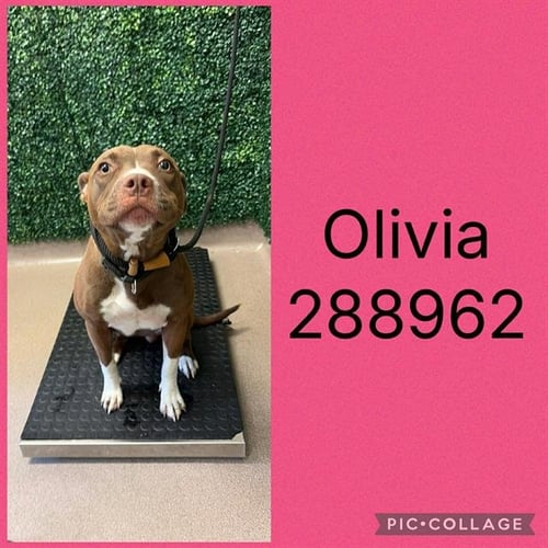 OLIVIA - Pit Bull Terrier for adoption in Macon
