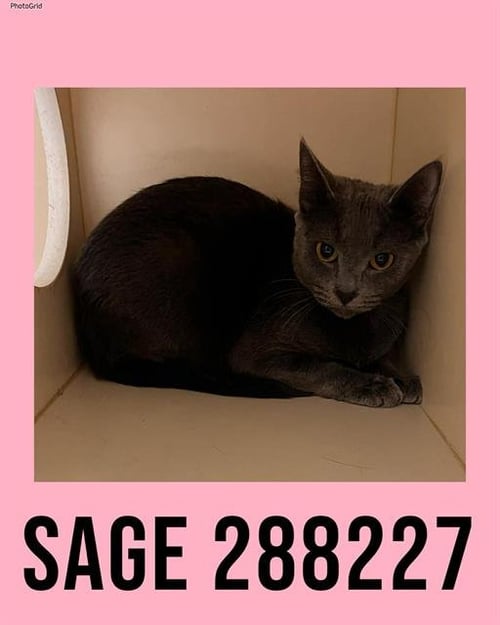 SAGE - Domestic Short Hair for adoption in Macon