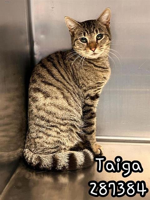 TAIGA - Domestic Short Hair available for adoption