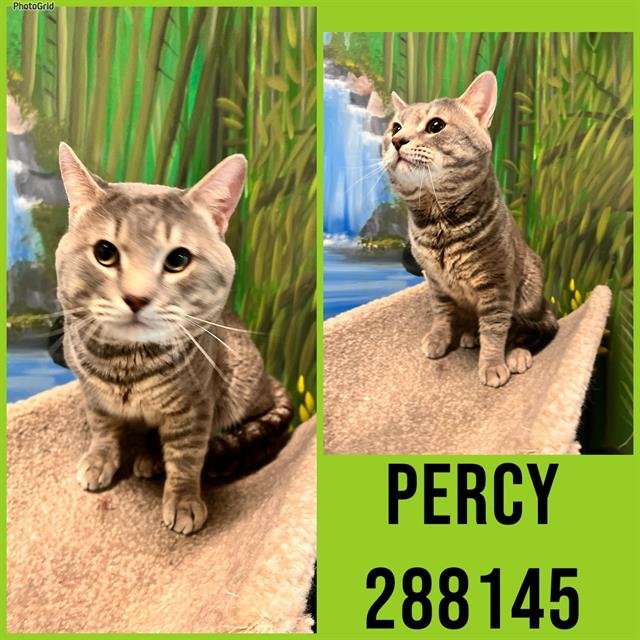 PERCY - Domestic Short Hair available for adoption