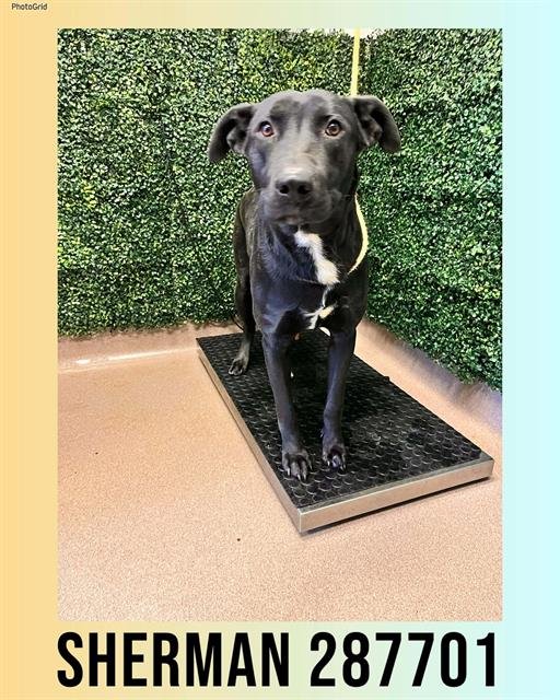 SHERMAN - Labrador Retriever available for adoption
