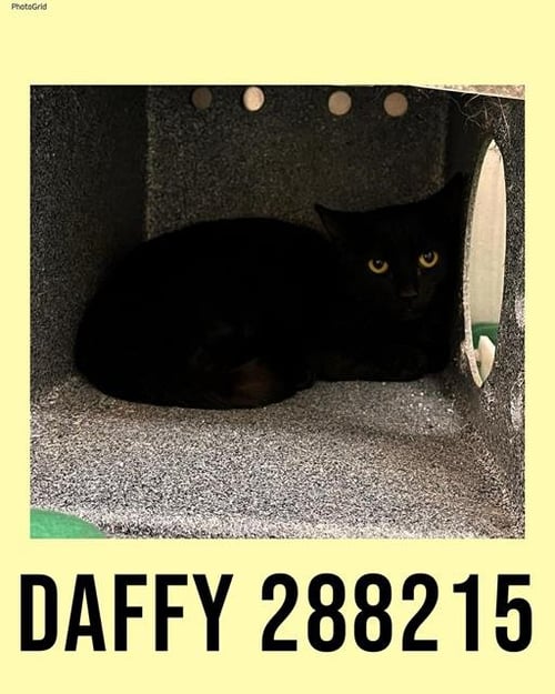 DAFFY