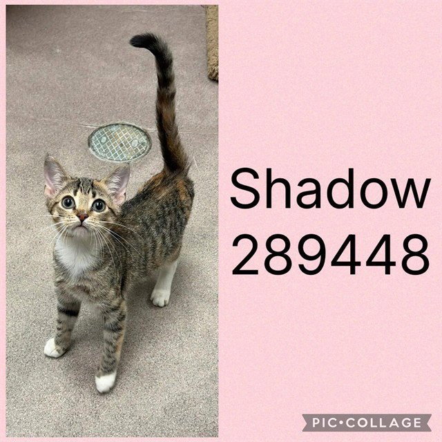 SHADOW Image