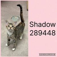SHADOW - Photo 1