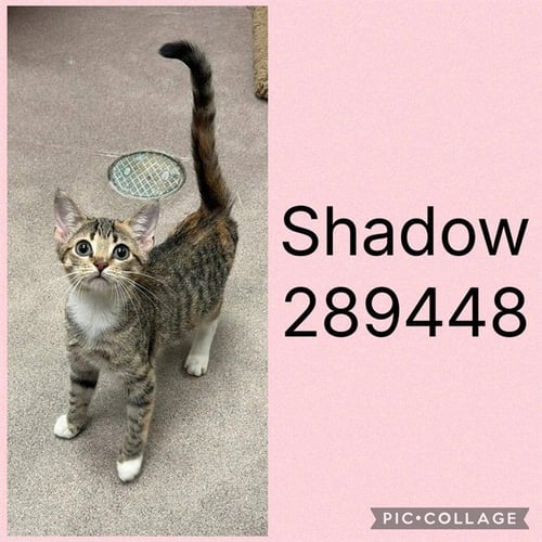 SHADOW - Domestic Short Hair for adoption in Macon