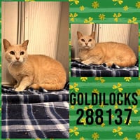 GOLDILOCKS - Photo 1