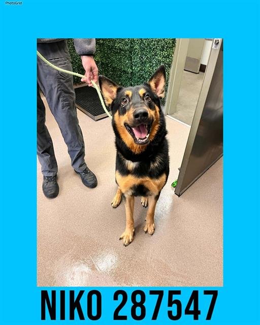 NIKO - German Shepherd Dog / Siberian Husky available for adoption