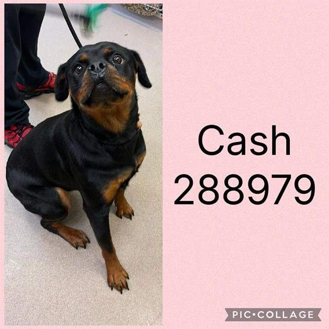 CASH Image