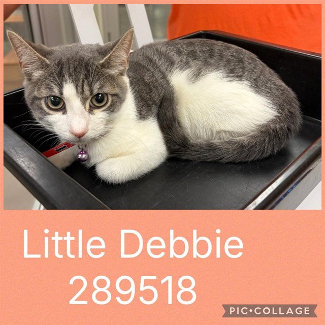 LITTLE DEBBIE Image