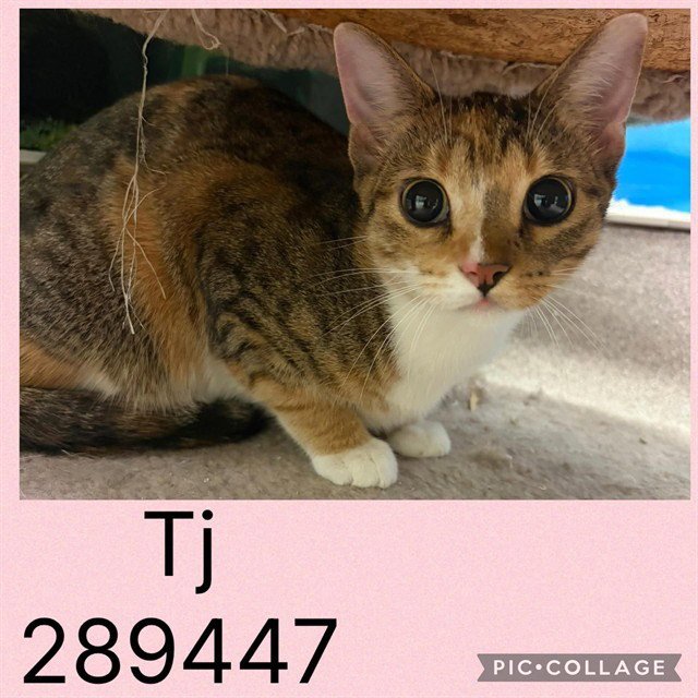 TJ Image