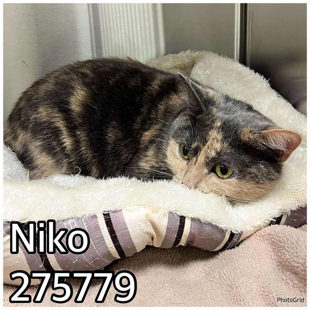 NIKO - Domestic Short Hair for adoption in Macon