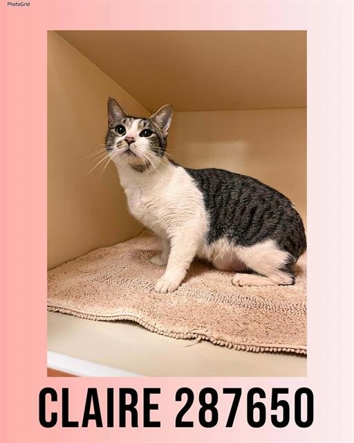 CLAIRE - Domestic Short Hair available for adoption