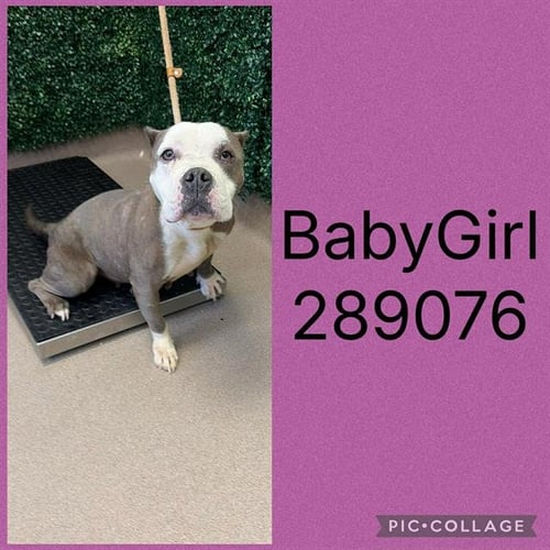 BABY GIRL - Pit Bull Terrier for adoption in Macon
