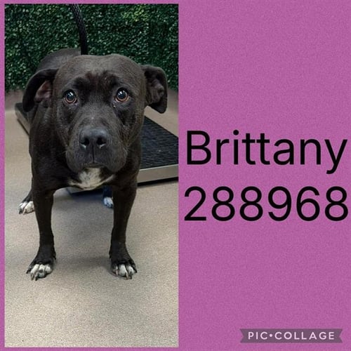 BRITTANY - Pit Bull Terrier for adoption in Macon
