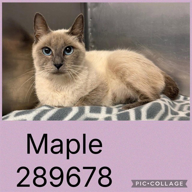 MAPLE Image