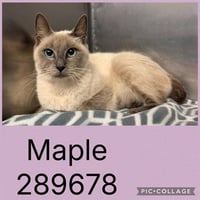 MAPLE - Photo 1